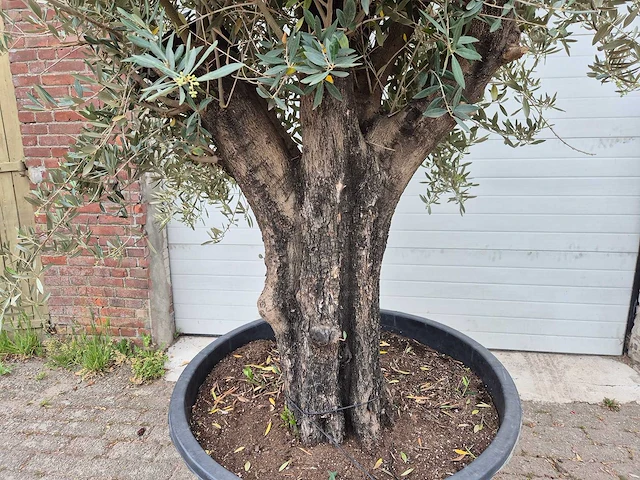 Olijfboom old skin - olea europaea - 75 jaar oud - hoogte ca. 250 cm - afbeelding 2 van  6