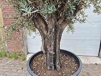 Olijfboom old skin - olea europaea - 75 jaar oud - hoogte ca. 250 cm - afbeelding 2 van  6