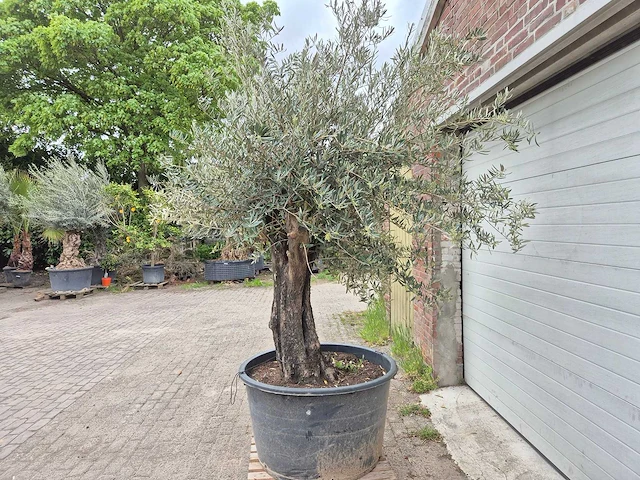 Olijfboom old skin - olea europaea - 75 jaar oud - hoogte ca. 250 cm - afbeelding 4 van  6