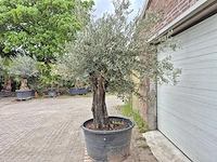 Olijfboom old skin - olea europaea - 75 jaar oud - hoogte ca. 250 cm - afbeelding 4 van  6