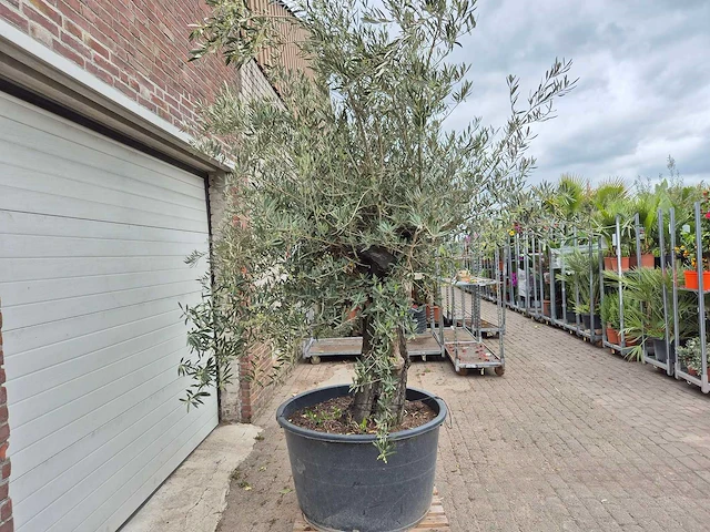 Olijfboom old skin - olea europaea - 75 jaar oud - hoogte ca. 250 cm - afbeelding 5 van  6