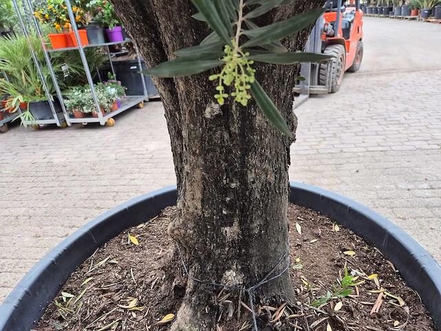 Olijfboom old skin - olea europaea - 75 jaar oud - hoogte ca. 250 cm - afbeelding 6 van  6