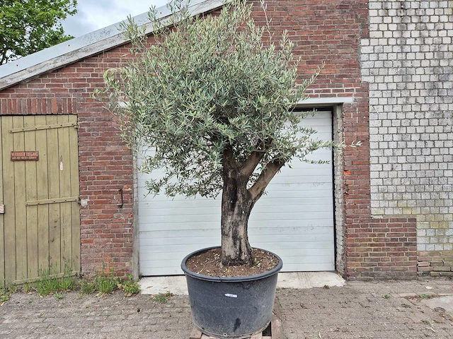 Olijfboom old skin - olea europaea - 75 jaar oud - hoogte ca. 250 cm - afbeelding 1 van  5