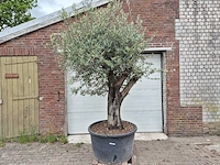 Olijfboom old skin - olea europaea - 75 jaar oud - hoogte ca. 250 cm - afbeelding 1 van  5