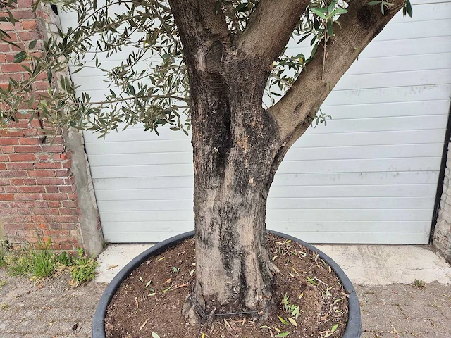 Olijfboom old skin - olea europaea - 75 jaar oud - hoogte ca. 250 cm - afbeelding 2 van  5