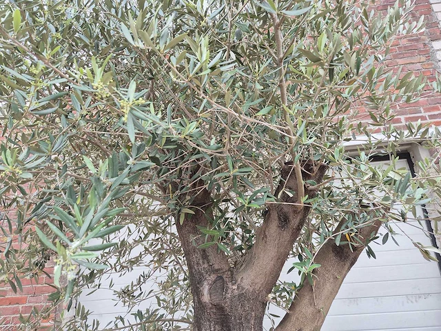 Olijfboom old skin - olea europaea - 75 jaar oud - hoogte ca. 250 cm - afbeelding 3 van  5