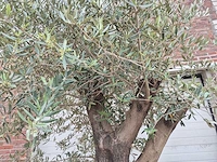 Olijfboom old skin - olea europaea - 75 jaar oud - hoogte ca. 250 cm - afbeelding 3 van  5
