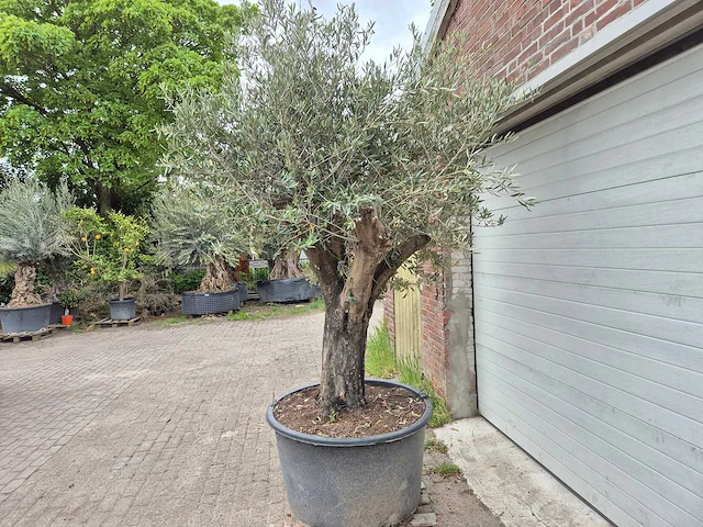 Olijfboom old skin - olea europaea - 75 jaar oud - hoogte ca. 250 cm - afbeelding 4 van  5
