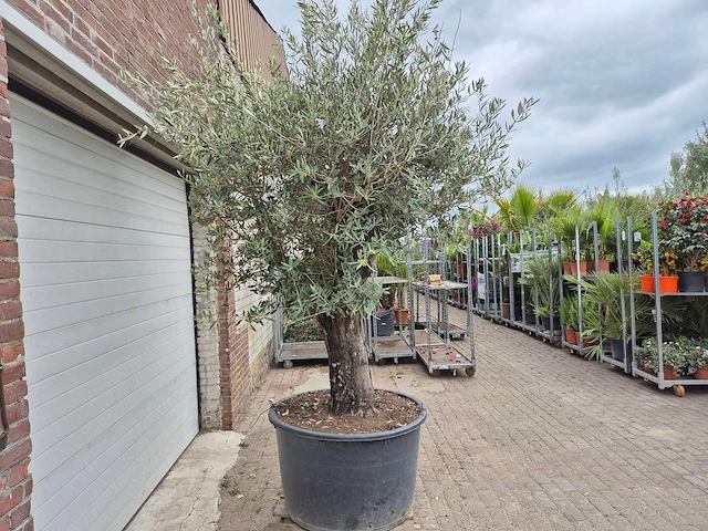 Olijfboom old skin - olea europaea - 75 jaar oud - hoogte ca. 250 cm - afbeelding 5 van  5