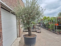 Olijfboom old skin - olea europaea - 75 jaar oud - hoogte ca. 250 cm - afbeelding 5 van  5