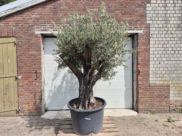 Olijfboom old skin - olea europaea - 75 jaar oud - hoogte ca. 250 cm - afbeelding 1 van  6