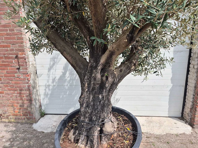 Olijfboom old skin - olea europaea - 75 jaar oud - hoogte ca. 250 cm - afbeelding 2 van  6