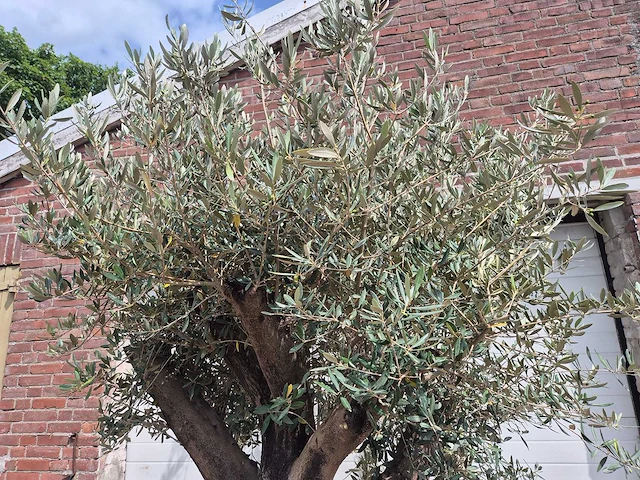 Olijfboom old skin - olea europaea - 75 jaar oud - hoogte ca. 250 cm - afbeelding 3 van  6
