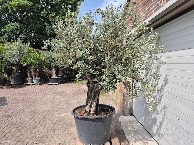 Olijfboom old skin - olea europaea - 75 jaar oud - hoogte ca. 250 cm - afbeelding 4 van  6