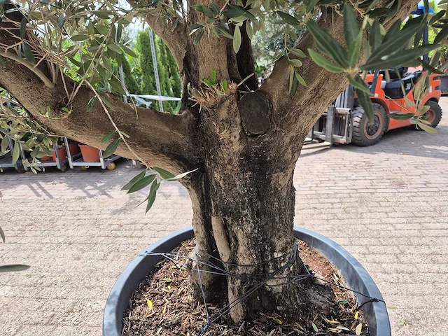 Olijfboom old skin - olea europaea - 75 jaar oud - hoogte ca. 250 cm - afbeelding 5 van  6