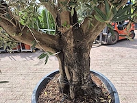 Olijfboom old skin - olea europaea - 75 jaar oud - hoogte ca. 250 cm - afbeelding 5 van  6