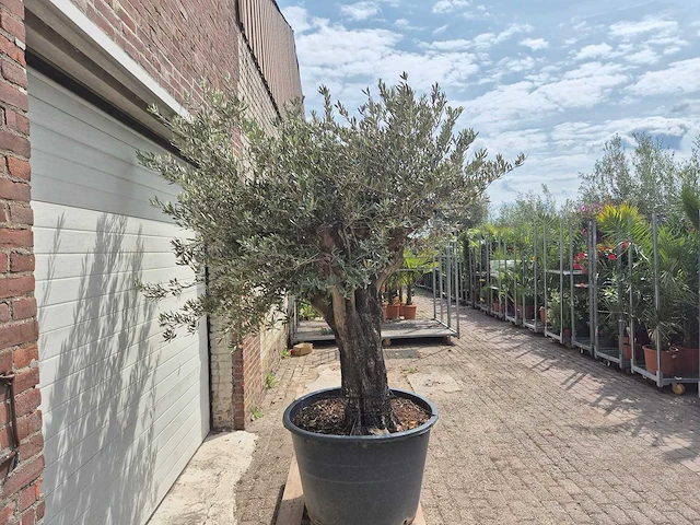 Olijfboom old skin - olea europaea - 75 jaar oud - hoogte ca. 250 cm - afbeelding 6 van  6