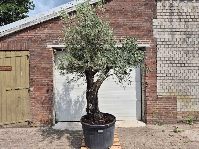 Olijfboom old skin - olea europaea - 75 jaar oud - hoogte ca. 250 cm - afbeelding 1 van  7
