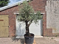 Olijfboom old skin - olea europaea - 75 jaar oud - hoogte ca. 250 cm - afbeelding 1 van  7