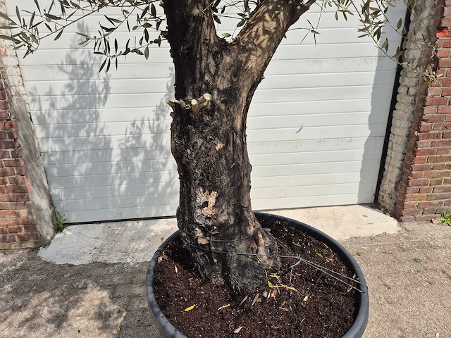 Olijfboom old skin - olea europaea - 75 jaar oud - hoogte ca. 250 cm - afbeelding 2 van  7