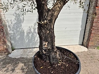 Olijfboom old skin - olea europaea - 75 jaar oud - hoogte ca. 250 cm - afbeelding 2 van  7