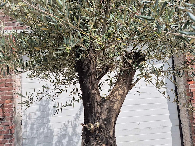 Olijfboom old skin - olea europaea - 75 jaar oud - hoogte ca. 250 cm - afbeelding 3 van  7
