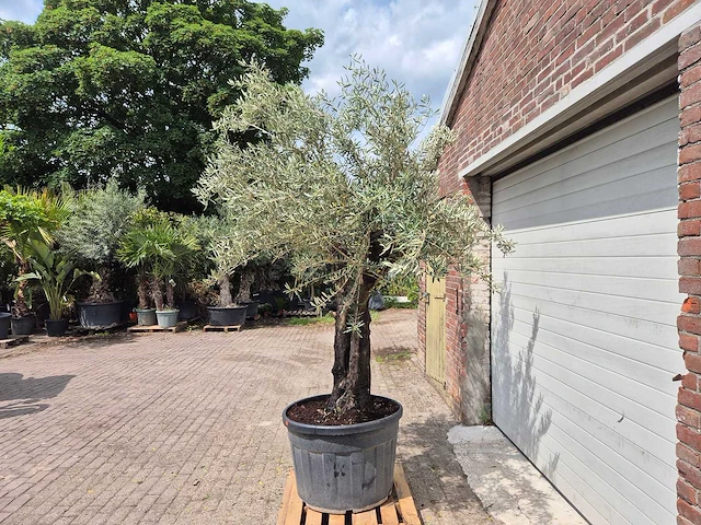 Olijfboom old skin - olea europaea - 75 jaar oud - hoogte ca. 250 cm - afbeelding 4 van  7