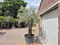 Olijfboom old skin - olea europaea - 75 jaar oud - hoogte ca. 250 cm - afbeelding 4 van  7