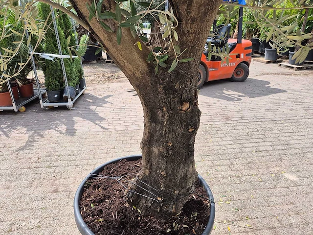 Olijfboom old skin - olea europaea - 75 jaar oud - hoogte ca. 250 cm - afbeelding 5 van  7