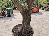 Olijfboom old skin - olea europaea - 75 jaar oud - hoogte ca. 250 cm - afbeelding 5 van  7