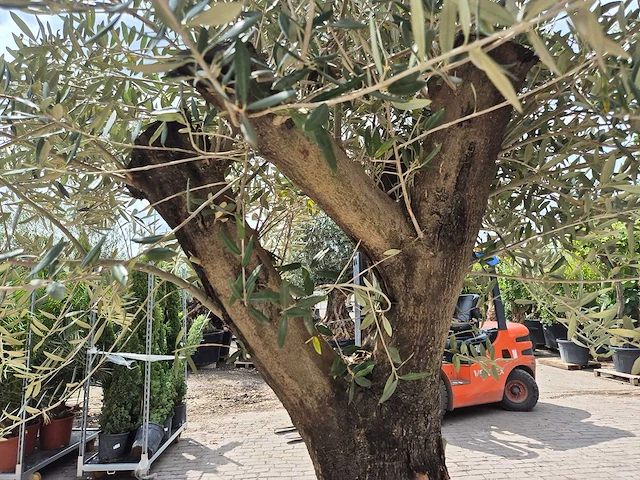 Olijfboom old skin - olea europaea - 75 jaar oud - hoogte ca. 250 cm - afbeelding 6 van  7