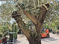 Olijfboom old skin - olea europaea - 75 jaar oud - hoogte ca. 250 cm - afbeelding 6 van  7