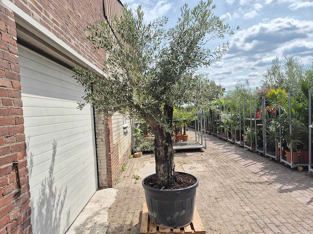 Olijfboom old skin - olea europaea - 75 jaar oud - hoogte ca. 250 cm - afbeelding 7 van  7