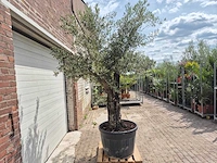 Olijfboom old skin - olea europaea - 75 jaar oud - hoogte ca. 250 cm - afbeelding 7 van  7