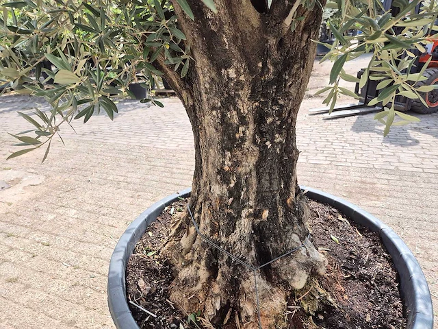 Olijfboom old skin - olea europaea - 75 jaar oud - hoogte ca. 250 cm - afbeelding 6 van  7