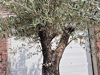 Olijfboom old skin - olea europaea - 75 jaar oud - hoogte ca. 250 cm - afbeelding 3 van  7