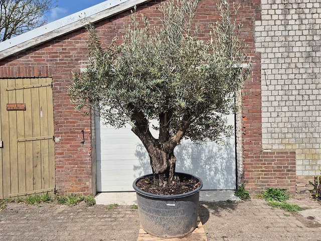 Olijfboom old skin - olea europaea - 75 jaar oud - hoogte ca. 280 cm - afbeelding 1 van  6