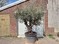 Olijfboom old skin - olea europaea - 75 jaar oud - hoogte ca. 280 cm - afbeelding 1 van  6