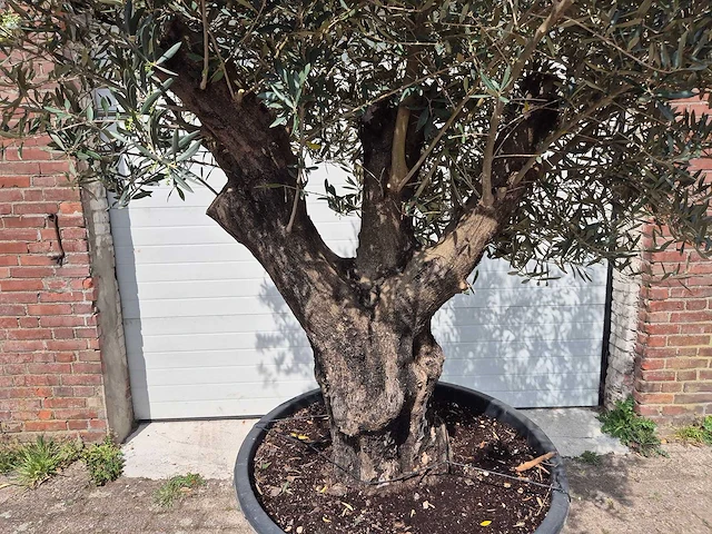 Olijfboom old skin - olea europaea - 75 jaar oud - hoogte ca. 280 cm - afbeelding 2 van  6