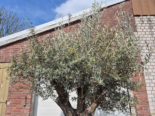 Olijfboom old skin - olea europaea - 75 jaar oud - hoogte ca. 280 cm - afbeelding 3 van  6