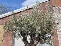 Olijfboom old skin - olea europaea - 75 jaar oud - hoogte ca. 280 cm - afbeelding 3 van  6