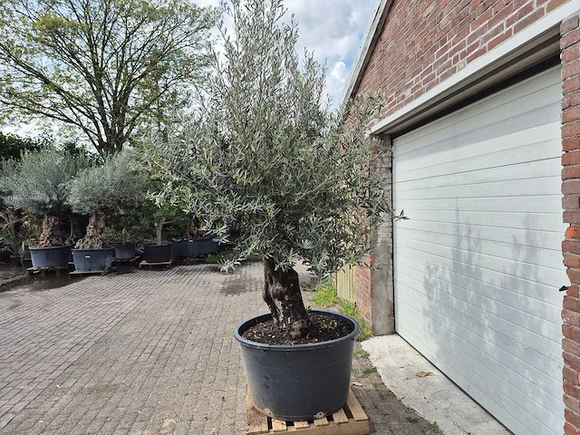 Olijfboom old skin - olea europaea - 75 jaar oud - hoogte ca. 280 cm - afbeelding 4 van  6