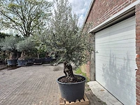 Olijfboom old skin - olea europaea - 75 jaar oud - hoogte ca. 280 cm - afbeelding 4 van  6