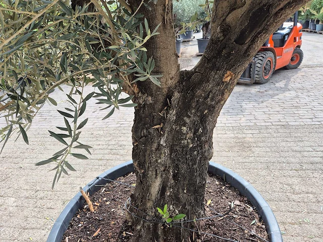 Olijfboom old skin - olea europaea - 75 jaar oud - hoogte ca. 280 cm - afbeelding 5 van  6
