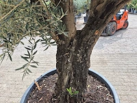 Olijfboom old skin - olea europaea - 75 jaar oud - hoogte ca. 280 cm - afbeelding 5 van  6