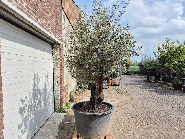 Olijfboom old skin - olea europaea - 75 jaar oud - hoogte ca. 280 cm - afbeelding 6 van  6
