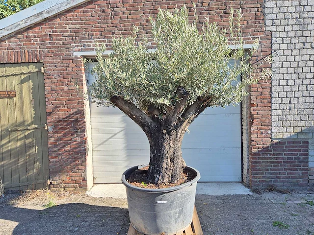 Olijfboom old skin - olea europaea - ca. 50 jaar oud - hoogte ca. 250 cm - afbeelding 1 van  6