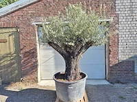 Olijfboom old skin - olea europaea - ca. 50 jaar oud - hoogte ca. 250 cm - afbeelding 1 van  6