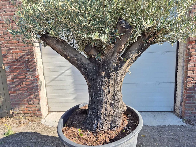 Olijfboom old skin - olea europaea - ca. 50 jaar oud - hoogte ca. 250 cm - afbeelding 2 van  6