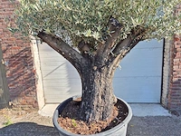 Olijfboom old skin - olea europaea - ca. 50 jaar oud - hoogte ca. 250 cm - afbeelding 2 van  6